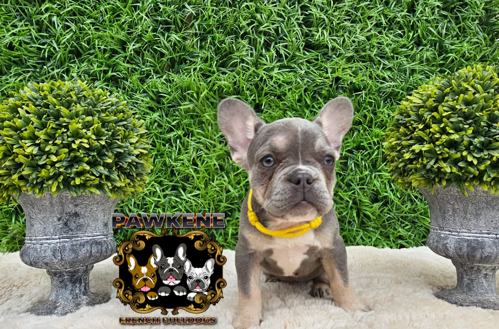 Image of french male bulldog 1